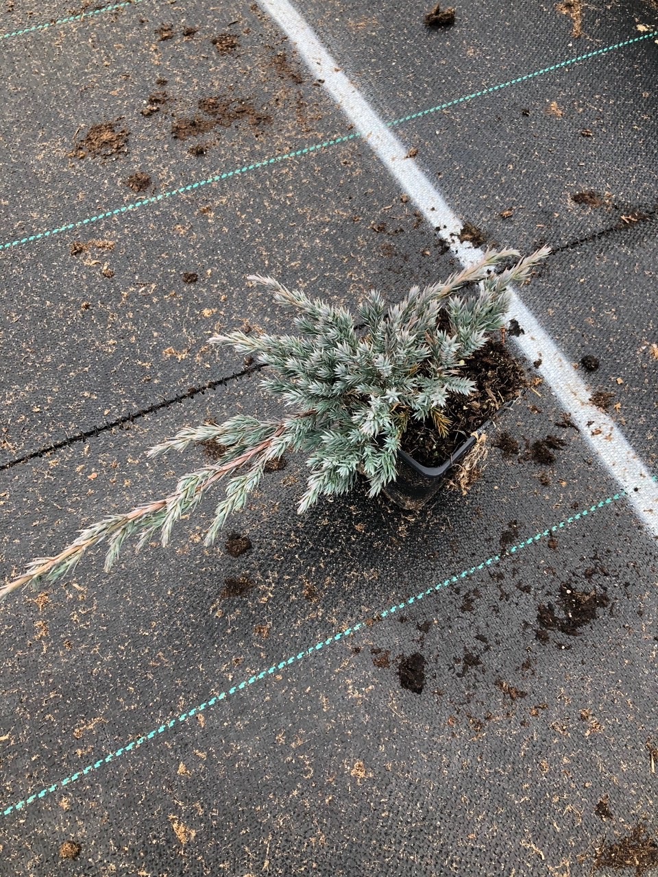 Можжевельник чешуйчатый Блю Карпет